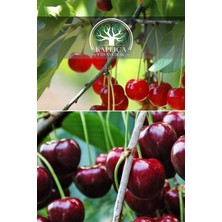 Kaplıca Fidancılık 2 Adet Meyve Fidanı Vişne ve Napolyon Kiraz 3 Yaş