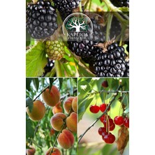 Kaplıca Fidancılık 
3 Adet Meyve Fidanı Böğürtlen , Şeftali ve Vişne 3 Yaş