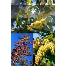 Kaplıca Fidancılık 
3 Adet Meyve Fidanı Defne , Menengiç ve Şire Üzüm 3 Yaş