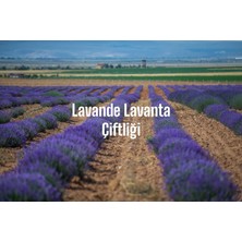 Lavande Lavanta Yağı (L.intermedia) 30 ml Rollon