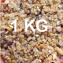 Akvaryum Kumu Tropikal Midye Kırığı Kum 1 kg