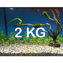 Akvaryum Bitki Kumu Dere Kumu 2 kg