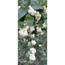 Fidan Yolu Beyaz İnci Çalısı Caprifoliaceae 40 cm