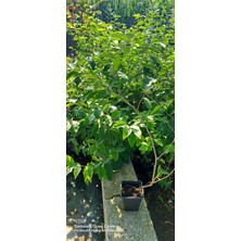Güz Zeytini-Güz Yemişi Kırmızı 60 cm Saksılı
