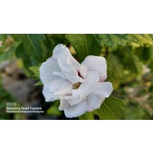 Fidan Yolu Ağaç Hatmi Hibiscus Sinensis Tüplü Beyaz 60 cm