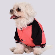 Gedyco Star Girl Polarlı Küçük Irk Köpek Sweatshirtü