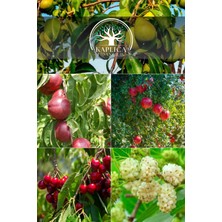 Kaplıca Fidancılık 5 Adet Meyve Fidanı Armut , Nektarin , Nar , Dut ve Kiraz 3 Yaş