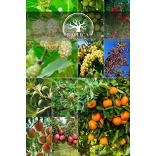 Kaplıca Fidancılık 10 Adet Karışık Meyve Fidanı Paket 6