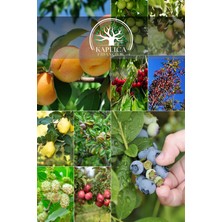 Kaplıca Fidancılık 10 Adet Karışık Meyve Fidanı Paket 5