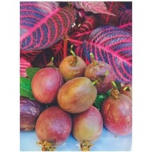 Çarkıfelek Meyvesi, 1 Kg, Pasiflora, Passiflora, Passion Fruit, Aşk Meyvesi