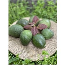 1 kg Avokado Taze - Yeni Hasat