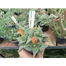 Plantis Botanik Faucaria Tigrina Kaplan Çenesi 9 cm Saksılı