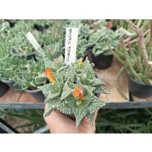 Plantis Botanik Faucaria Tigrina Kaplan Çenesi 9 cm Saksılı