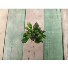 Plantis Botanik Crassula Ovata Gollum 5,5 cm Saksılı Şrek Kulağı Sukulent