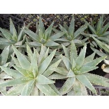 Plantis Botanik Aloe Brevifolia 12 cm Saksılı Sukulent