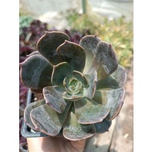 Plantis Botanik Echeveria Rop Roy 9 cm Saksılı Sukulent