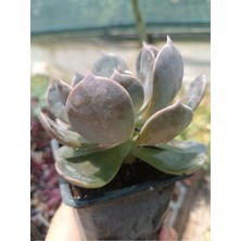 Plantis Botanik Echeveria Rop Roy 9 cm Saksılı Sukulent