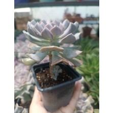 Plantis Botanik Echeveria Cubic Frost 9 cm Saksılı Sukulent