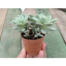 Plantis Botanik Graptopetalum Bernalense 5,5 cm Saksılı Sukulent