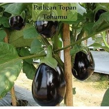 Patlıcan Tohumu 1 Paket (10GR=2000+ Adet) Topan Patlıcan Tohumu