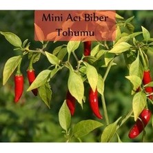 Acı Biber Tohumu 10 gr (1000+ Adet) Cin Biberi Tohumu Yukarı Bakan