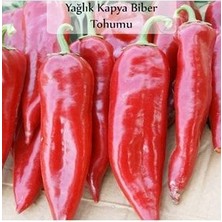 Kapya Biber Tohumu 1 Paket Yağlık Kapya Biber Tohumu Ekmeye Uygun Verimi Yüksek Kapalı Paket Tohum