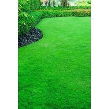 30 Kg. Çim Tohumu 6m Grass Mixture 3 Çuval Ithal Karışım Çim Tohumu Özel Tohum