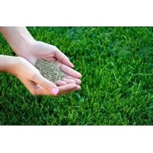30 Kg. Çim Tohumu 6m Grass Mixture 3 Çuval Ithal Karışım Çim Tohumu Özel Tohum