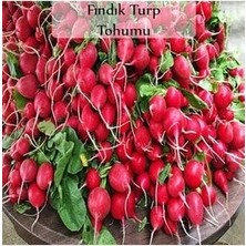 Fındık Turp Tohumu 1 Paket (10GR=1000+ Adet) Turp Tohumu Fındık Turp