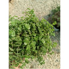 Plantis Botanik Crassula Pellucida Marginalis 9 cm Saksılı Sarkıcı Sukulent