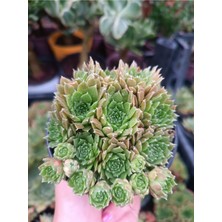 Plantis Botanik Sempervivum Red Rubin 9 cm Saksılı Sukulent Bol Yavrulu