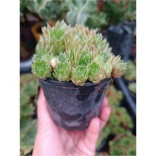 Plantis Botanik Sempervivum Red Rubin 9 cm Saksılı Sukulent Bol Yavrulu