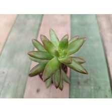 Plantis Botanik Sedum Nussbaumerianum 5,5 cm Saksılı Sukulent