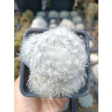 Plantis Botanik Mammillaria Plumosa 9 cm Saksılı Kaktüs