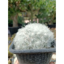 Plantis Botanik Mammillaria Plumosa 9 cm Saksılı Kaktüs