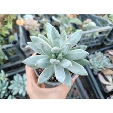 Plantis Botanik Pachyphytum Hookeri 9 cm Saksılı Sukulent