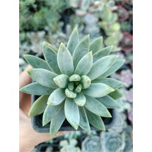 Plantis Botanik Pachyphytum Hookeri 9 cm Saksılı Sukulent