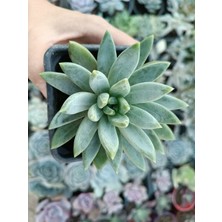 Plantis Botanik Pachyphytum Hookeri 9 cm Saksılı Sukulent