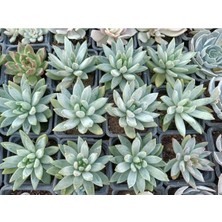 Plantis Botanik Pachyphytum Hookeri 9 cm Saksılı Sukulent