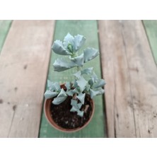 Plantis Botanik Lampranthus Blandus 5,5 cm Saksılı Sukulent