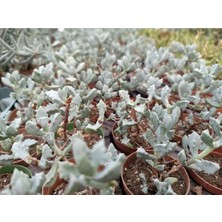 Plantis Botanik Lampranthus Blandus 5,5 cm Saksılı Sukulent