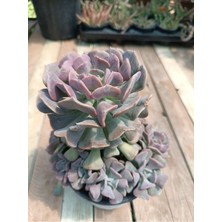 Plantis Botanik Echeveria "cupic Frost"anaç Boy 14 cm Saksılı