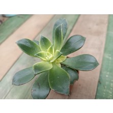 Plantis Botanik Aeonium Haworthii Kiwi 5,5 cm Saksılı Sukulent