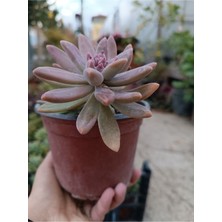 Plantis Botanik Graptopetalum Francesco Baldi 12 cm Saksılı Sukulent