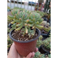 Plantis Botanik Sedum Pachyphyllum 12 cm Sakıda Sukulent