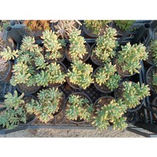 Plantis Botanik Sedum Pachyphyllum 12 cm Sakıda Sukulent