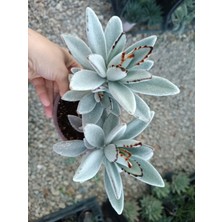 Plantis Botanik Kalanchoe Tomentosa 9 cm Saksılı Panda Bitkisi Sukulent