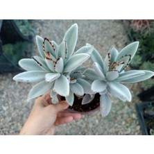 Plantis Botanik Kalanchoe Tomentosa 9 cm Saksılı Panda Bitkisi Sukulent