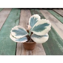 Plantis Botanik Kalanchoe Fedtschenkoi Var. 5,5 cm Saksılı Sukulent