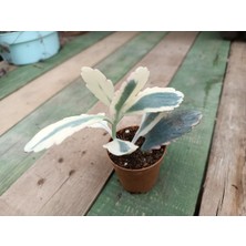 Plantis Botanik Kalanchoe Fedtschenkoi Var. 5,5 cm Saksılı Sukulent